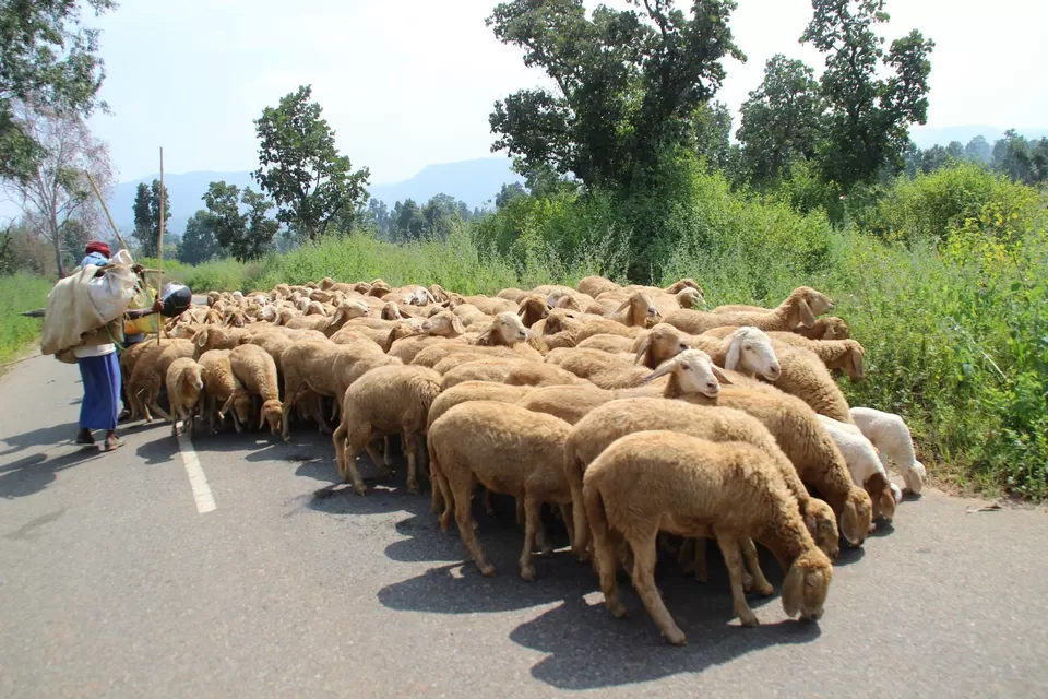 Photo of BETLA national PARK by Suchandan Ghosh