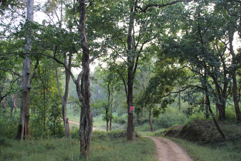 Photo of Betla National Park, Palamau, Jharkhand 18/48 by Suchandan Ghosh