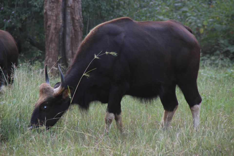 Photo of Betla National Park, Palamau, Jharkhand 25/48 by Suchandan Ghosh