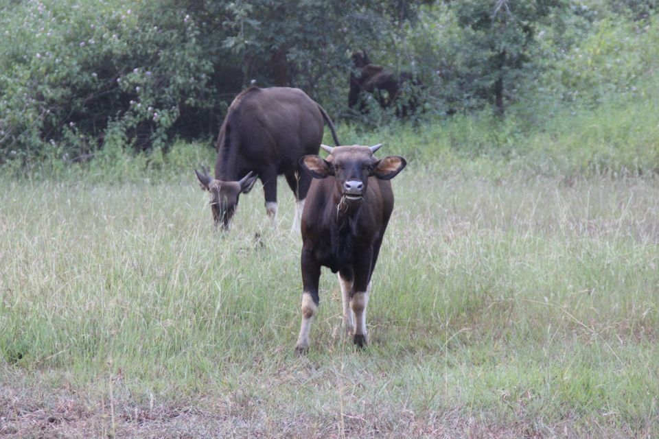 Photo of Betla National Park, Palamau, Jharkhand 28/48 by Suchandan Ghosh