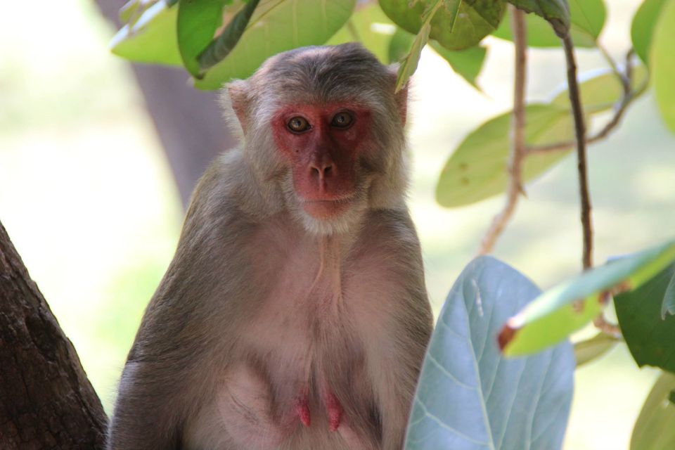 Photo of Betla National Park, Palamau, Jharkhand 2/48 by Suchandan Ghosh