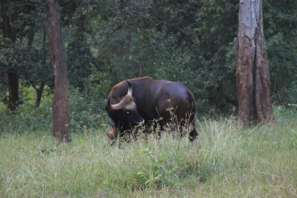 Photo of Betla National Park, Palamau, Jharkhand 27/48 by Suchandan Ghosh