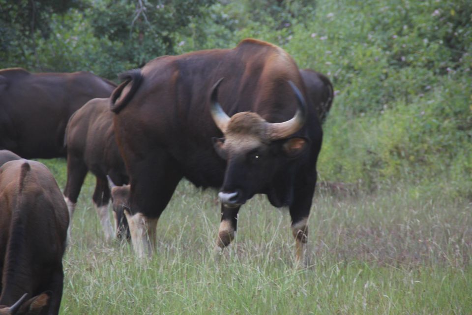 Photo of Betla National Park, Palamau, Jharkhand 24/48 by Suchandan Ghosh
