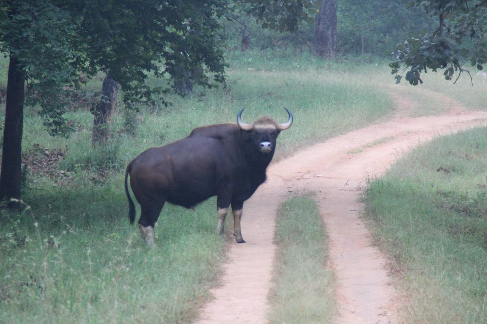 Photo of Betla National Park, Palamau, Jharkhand 48/48 by Suchandan Ghosh
