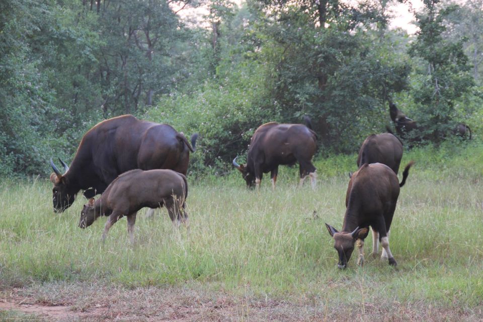 Photo of Betla National Park, Palamau, Jharkhand 26/48 by Suchandan Ghosh