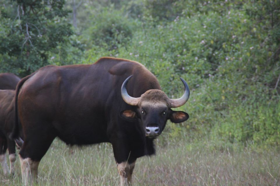 Photo of Betla National Park, Palamau, Jharkhand 23/48 by Suchandan Ghosh