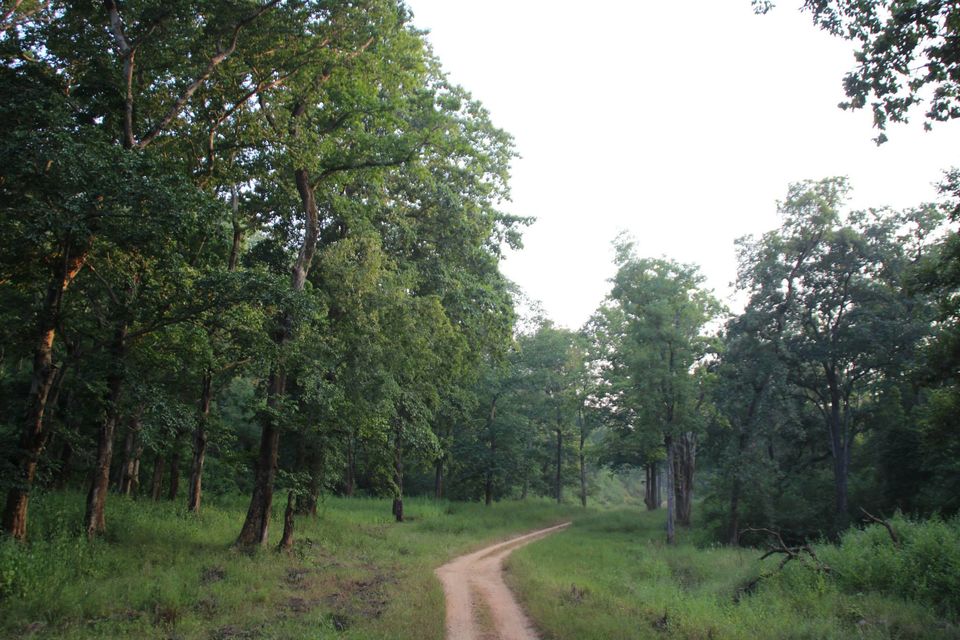 Photo of Betla National Park, Palamau, Jharkhand 19/48 by Suchandan Ghosh