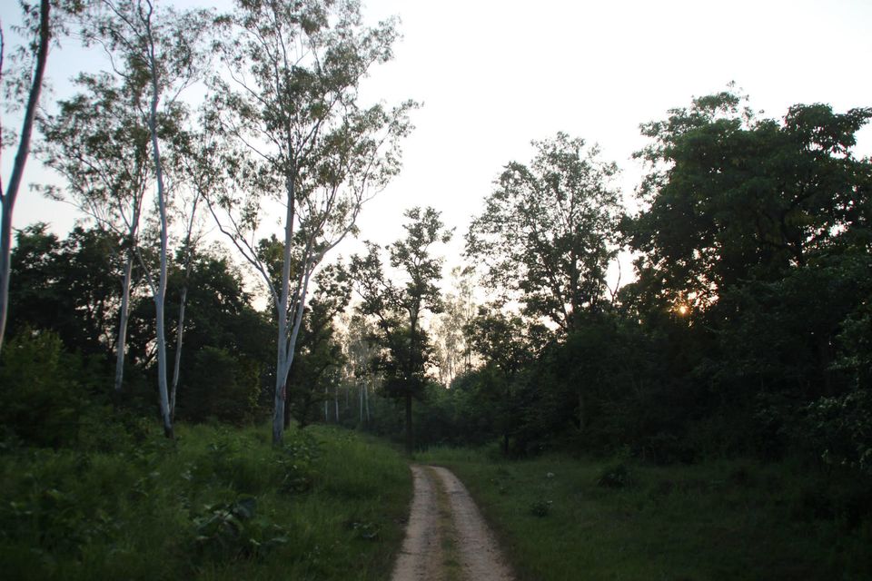 Photo of Betla National Park, Palamau, Jharkhand 20/48 by Suchandan Ghosh