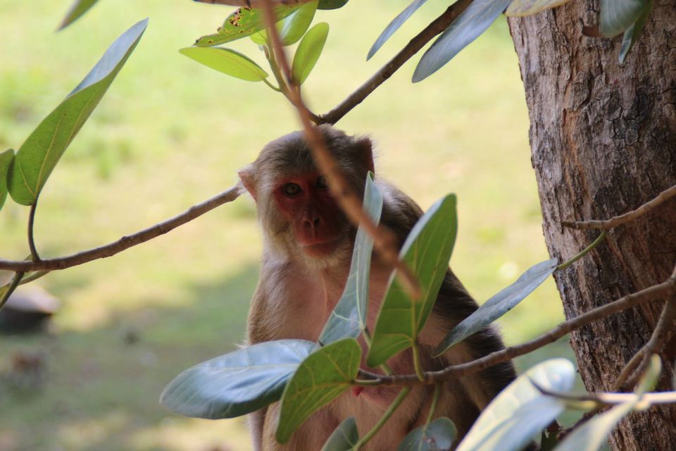 Photo of Betla National Park, Palamau, Jharkhand 3/48 by Suchandan Ghosh