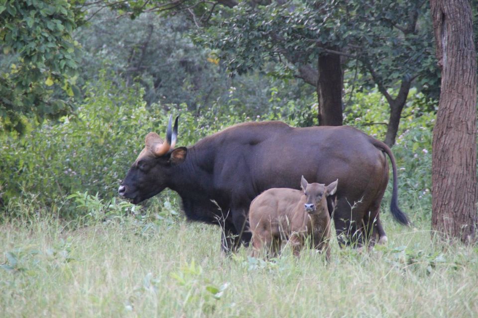 Photo of Betla National Park, Palamau, Jharkhand 31/48 by Suchandan Ghosh