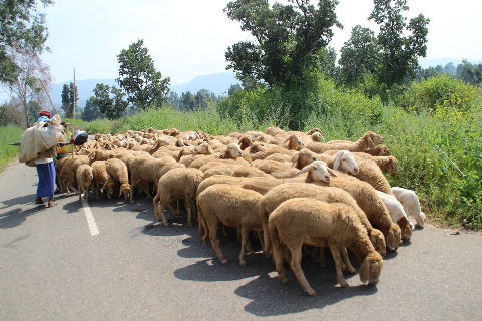 Photo of Betla National Park, Palamau, Jharkhand 36/48 by Suchandan Ghosh