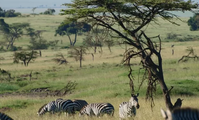 Photo of Cape Buffalo by Sarah