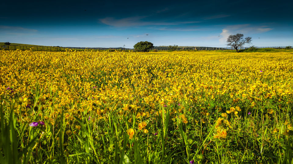 Photo of Kaas Pathar- A wonderful natural heritage site in Maharashtra by piyush jain