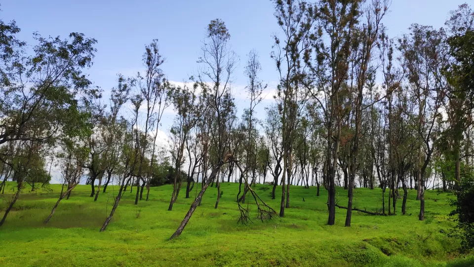 Photo of Kaas Pathar- A wonderful natural heritage site in Maharashtra by piyush jain