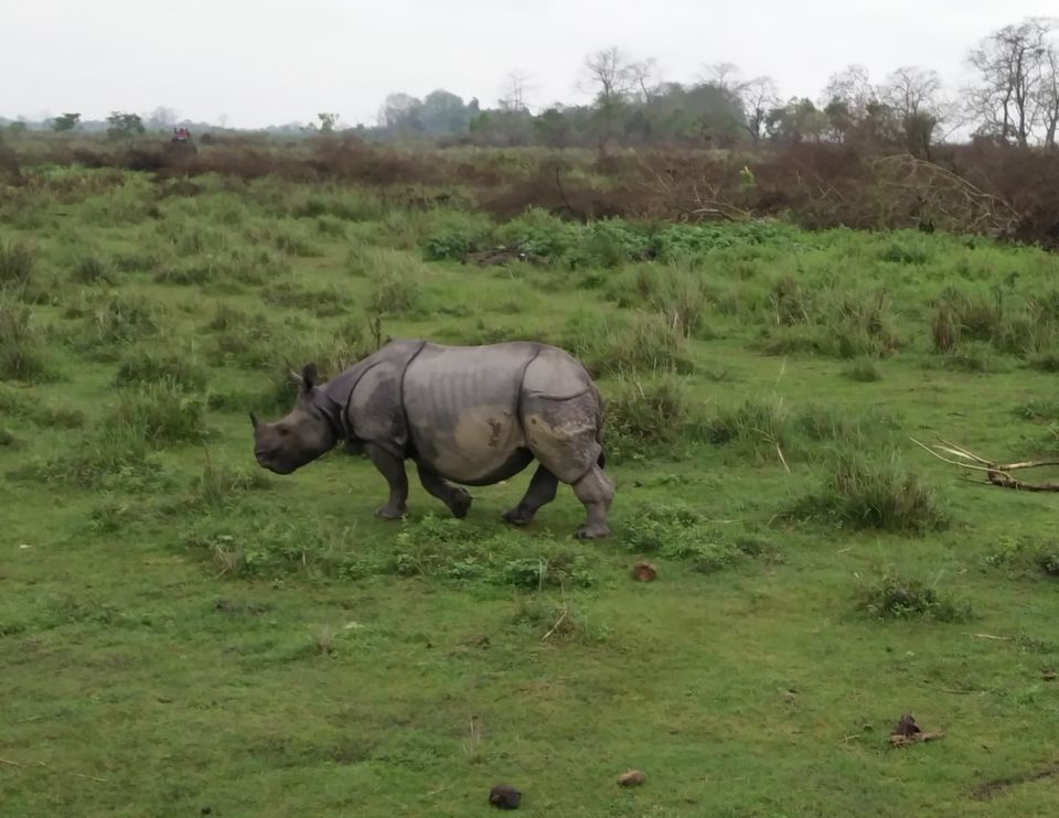 Photo of Lets Peep into the Animal Kingdom @ Kaziranga National Park by Tripping With Prajakta