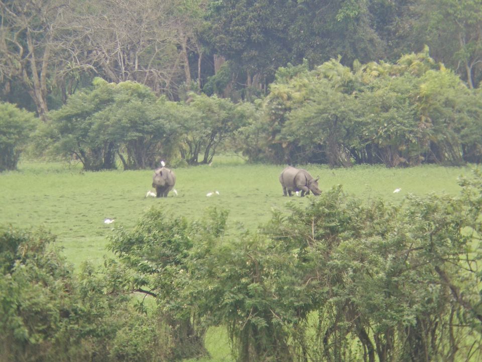 Photo of Lets Peep into the Animal Kingdom @ Kaziranga National Park 1/3 by Tripping With Prajakta