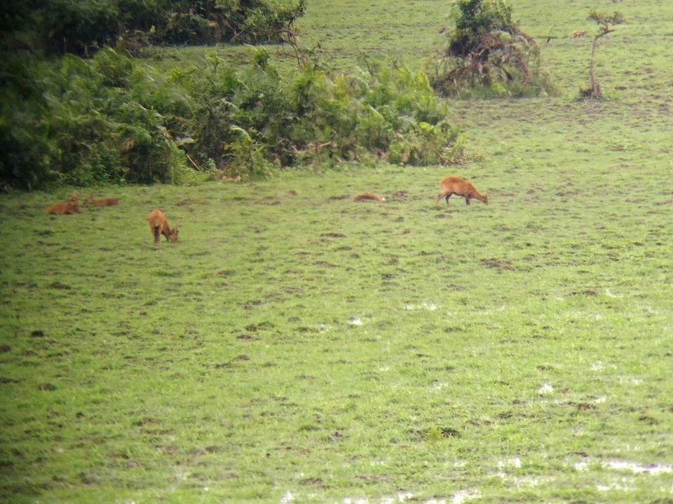 Photo of Lets Peep into the Animal Kingdom @ Kaziranga National Park 3/3 by Tripping With Prajakta
