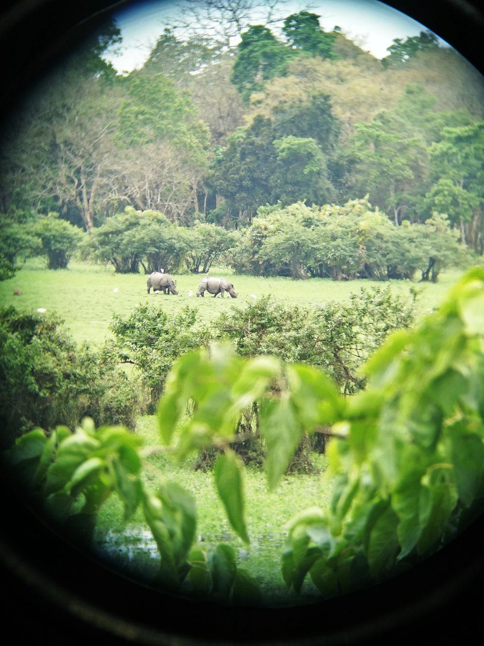 Photo of Lets Peep into the Animal Kingdom @ Kaziranga National Park 2/3 by Tripping With Prajakta
