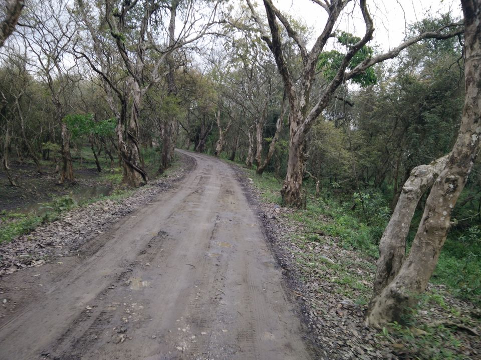 Photo of Kaziranga National Park, Kanchanjuri, Assam, India by Tripping With Prajakta