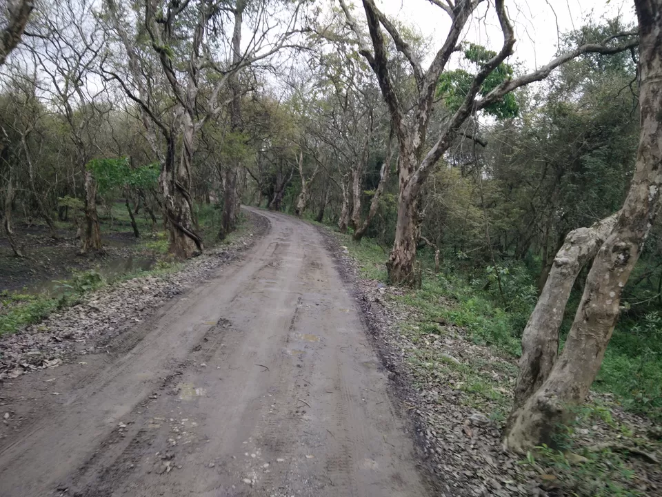 Photo of Kaziranga National Park, Kanchanjuri, Assam, India by Tripping With Prajakta