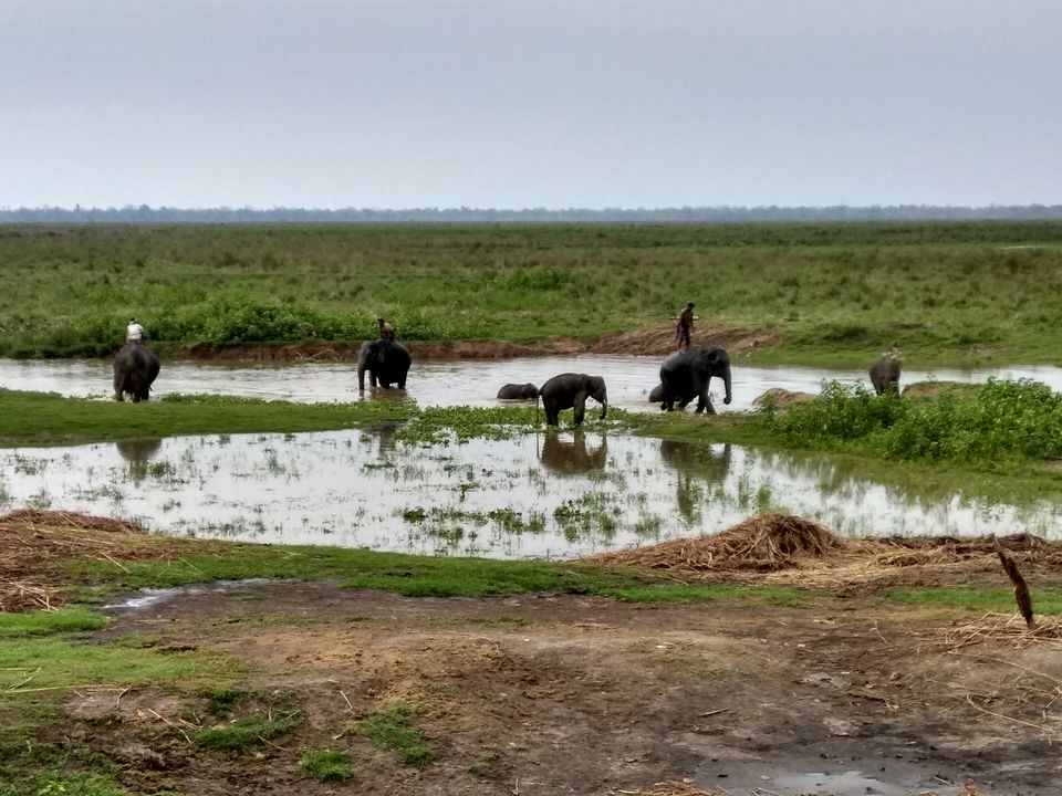Photo of Kaziranga National Park, Kanchanjuri, Assam, India by Tripping With Prajakta