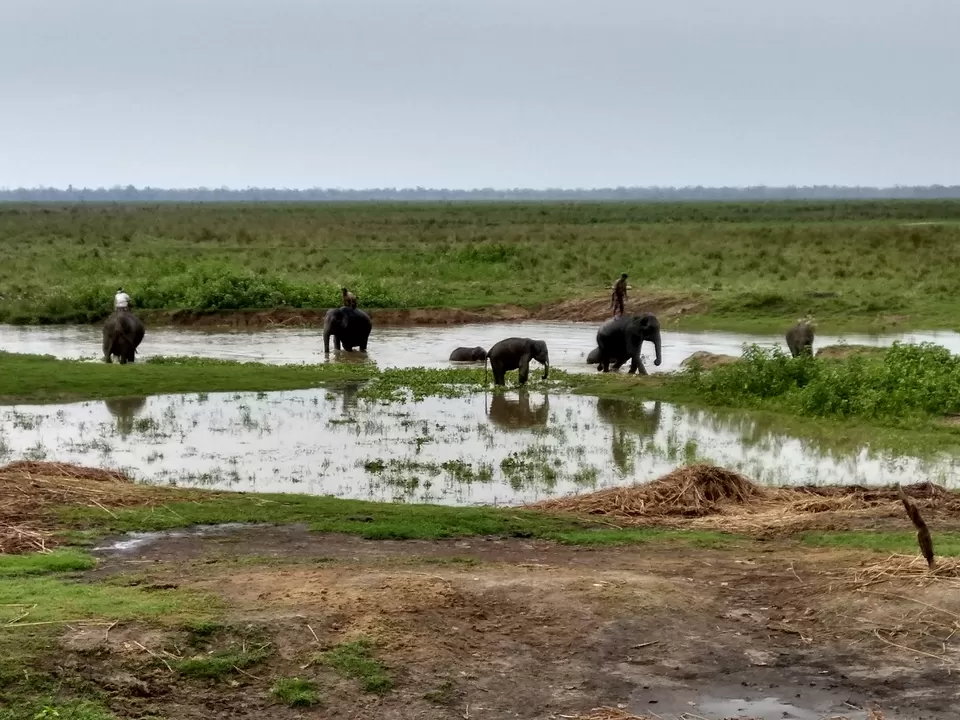 Photo of Kaziranga National Park, Kanchanjuri, Assam, India by Tripping With Prajakta