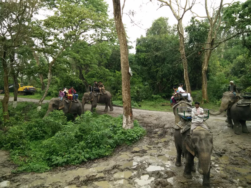 Photo of Kaziranga National Park, Kanchanjuri, Assam, India by Tripping With Prajakta