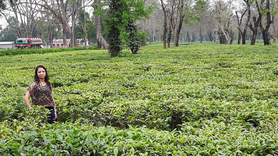 Photo of Lets Peep into the Animal Kingdom @ Kaziranga National Park by Tripping With Prajakta