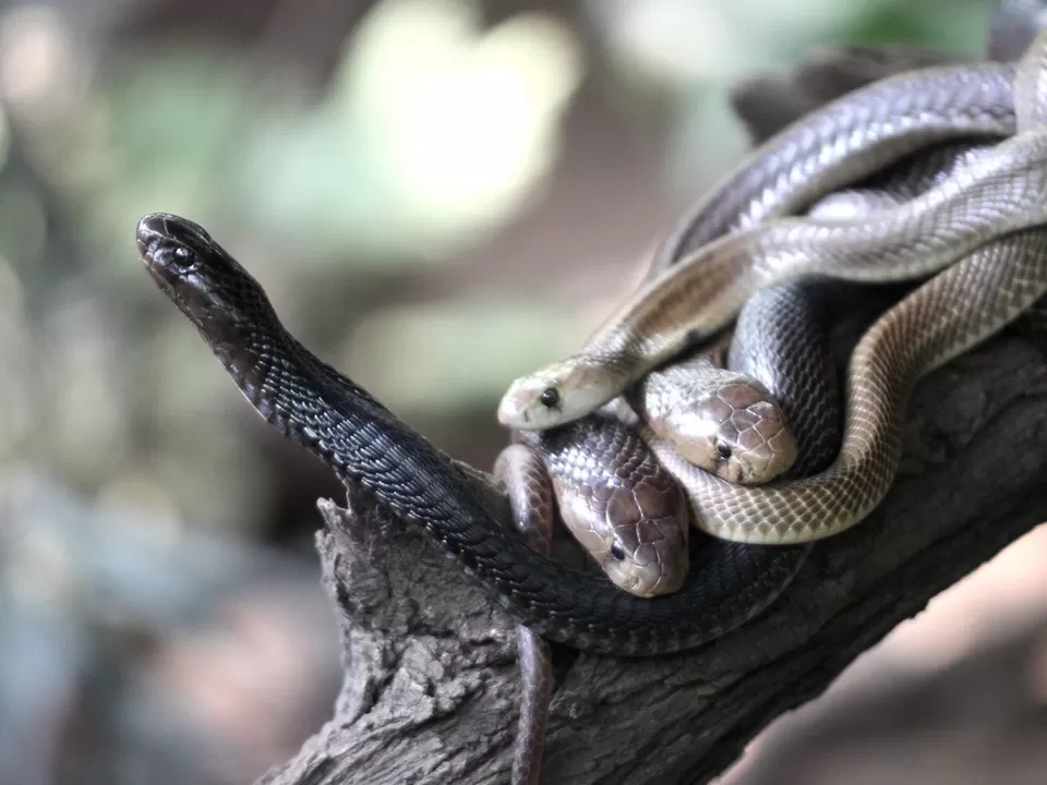 Photo of Rajiv Gandhi Zoological Park, Katraj, Pune, Maharashtra, India by Tripping With Prajakta