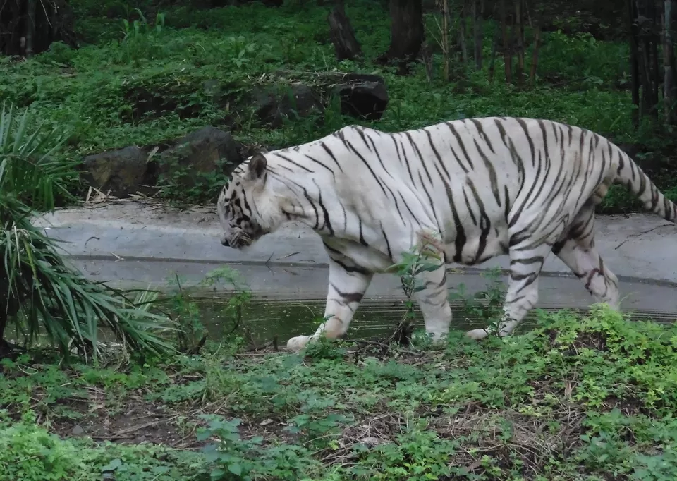 Photo of Rajiv Gandhi Zoological Park, Katraj, Pune, Maharashtra, India by Tripping With Prajakta