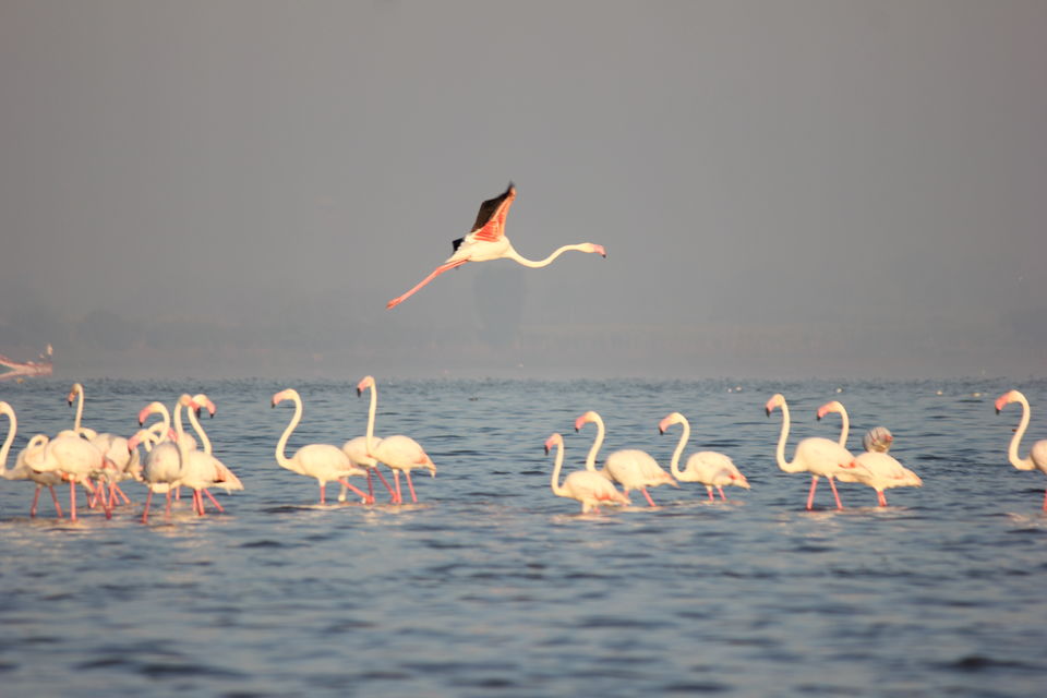 Photo of Venture in the Flamingo World - Bhigwan by Tripping With Prajakta