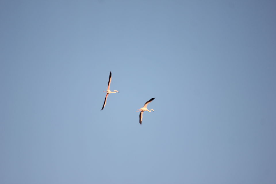 Photo of Venture in the Flamingo World - Bhigwan by Tripping With Prajakta