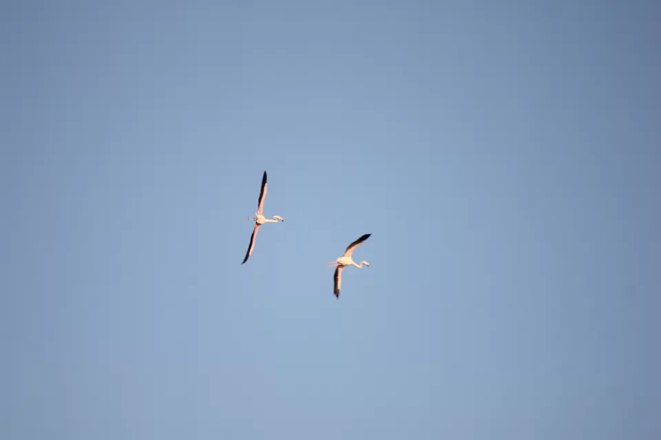 Photo of Venture in the Flamingo World - Bhigwan by Tripping With Prajakta