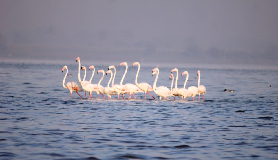 Photo of Venture in the Flamingo World - Bhigwan by Tripping With Prajakta