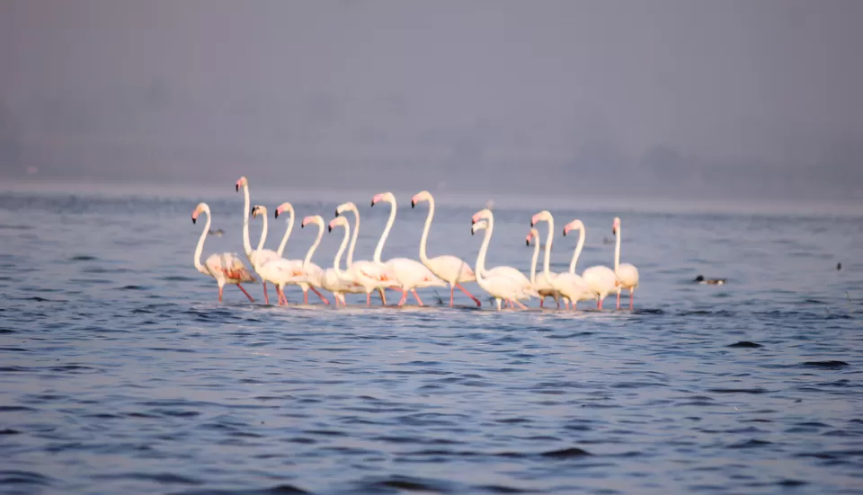 Photo of Venture in the Flamingo World - Bhigwan by Tripping With Prajakta