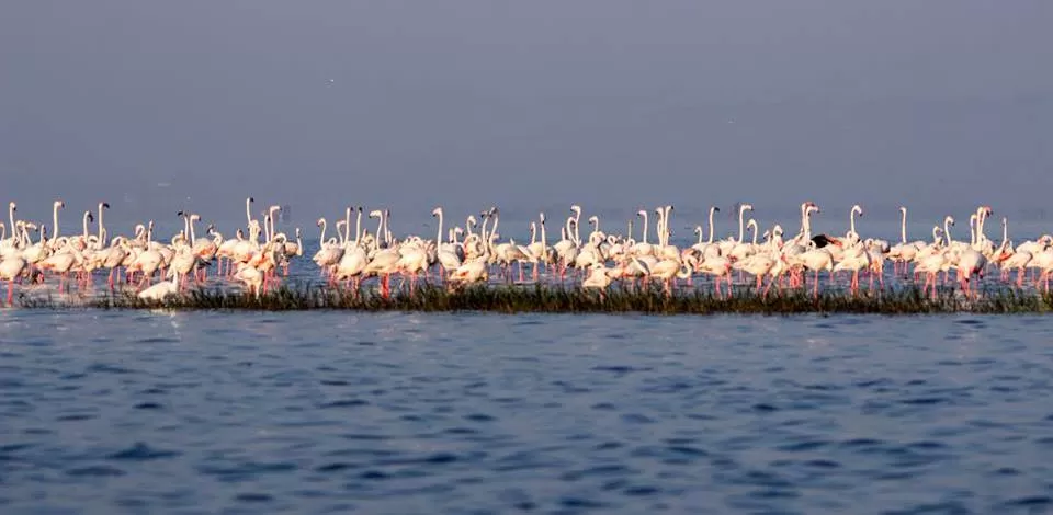 Photo of Bhigwan Bird Sanctuary, Bhigwan - Rashin Road, Bhigwan, Maharashtra, India by Tripping With Prajakta