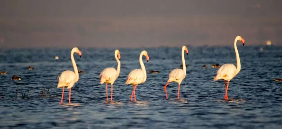 Photo of Bhigwan Bird Sanctuary, Bhigwan - Rashin Road, Bhigwan, Maharashtra, India by Tripping With Prajakta