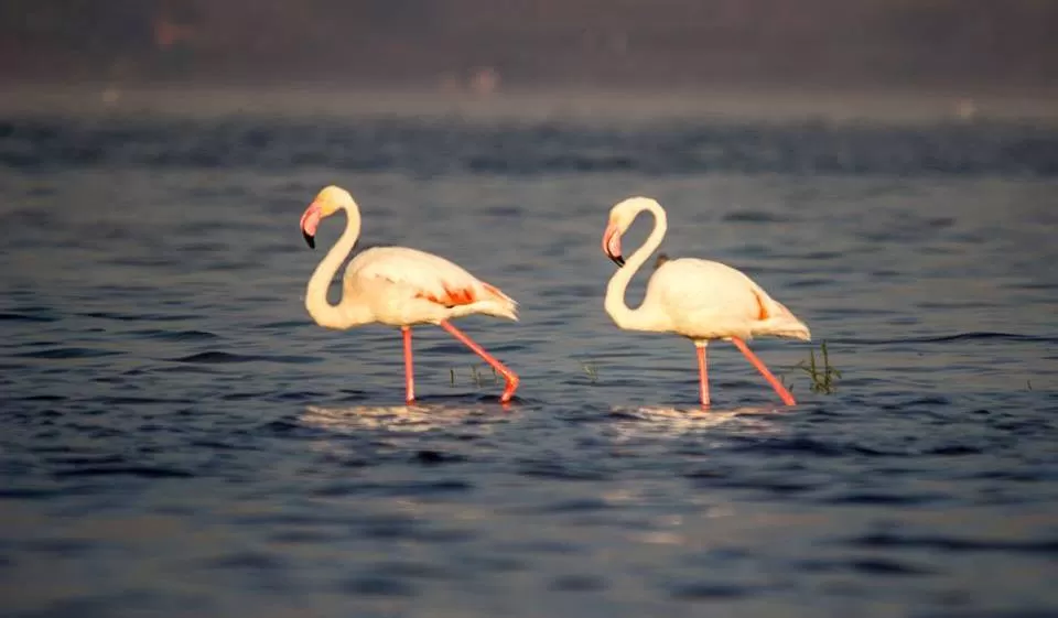 Photo of Bhigwan Bird Sanctuary, Bhigwan - Rashin Road, Bhigwan, Maharashtra, India by Tripping With Prajakta