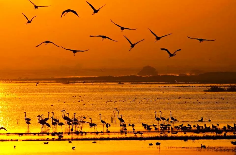 Photo of Bhigwan Bird Sanctuary, Bhigwan - Rashin Road, Bhigwan, Maharashtra, India by Tripping With Prajakta