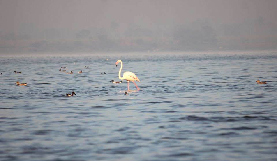 Photo of Venture in the Flamingo World - Bhigwan by Tripping With Prajakta