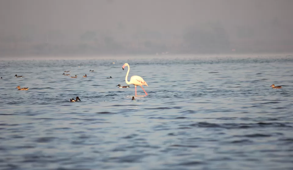 Photo of Venture in the Flamingo World - Bhigwan by Tripping With Prajakta