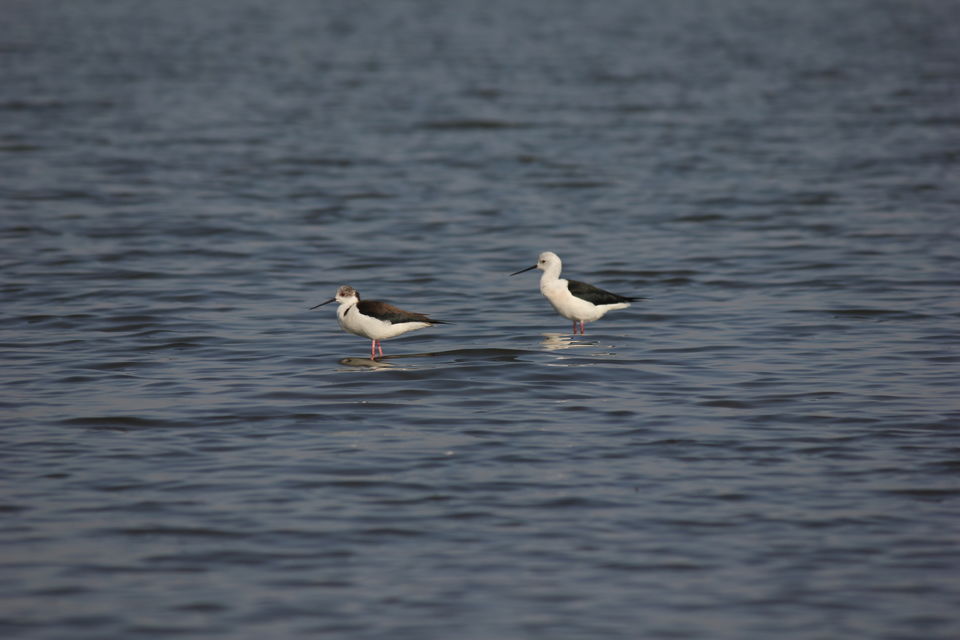 Photo of Venture in the Flamingo World - Bhigwan by Tripping With Prajakta