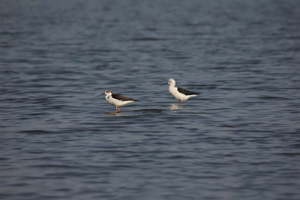 Photo of Venture in the Flamingo World - Bhigwan by Tripping With Prajakta