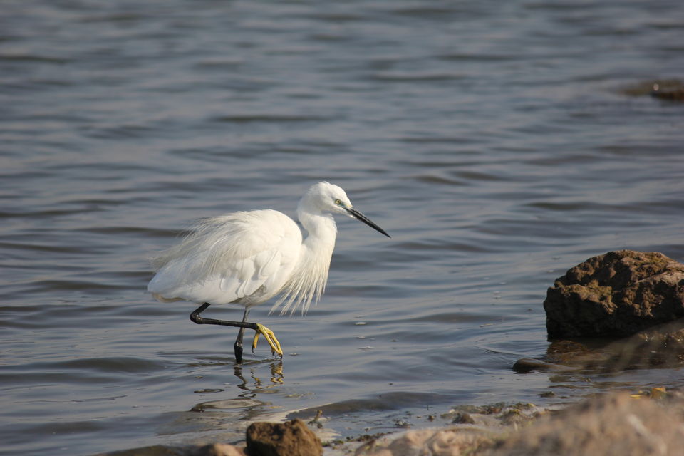 Photo of Venture in the Flamingo World - Bhigwan by Tripping With Prajakta