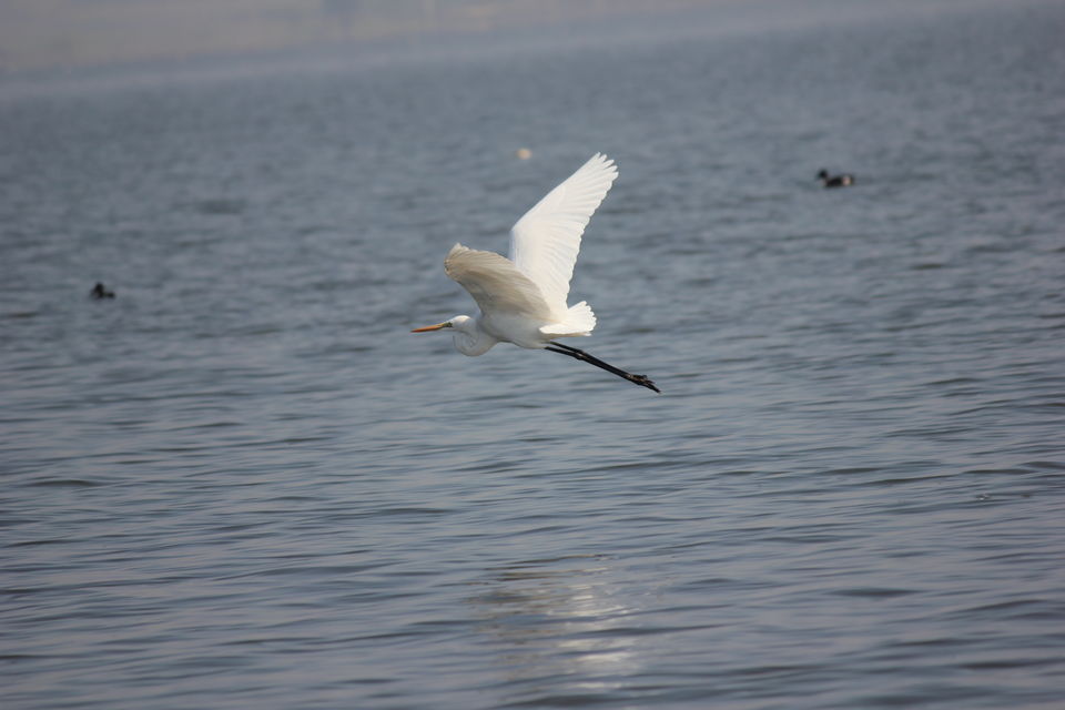 Photo of Venture in the Flamingo World - Bhigwan by Tripping With Prajakta