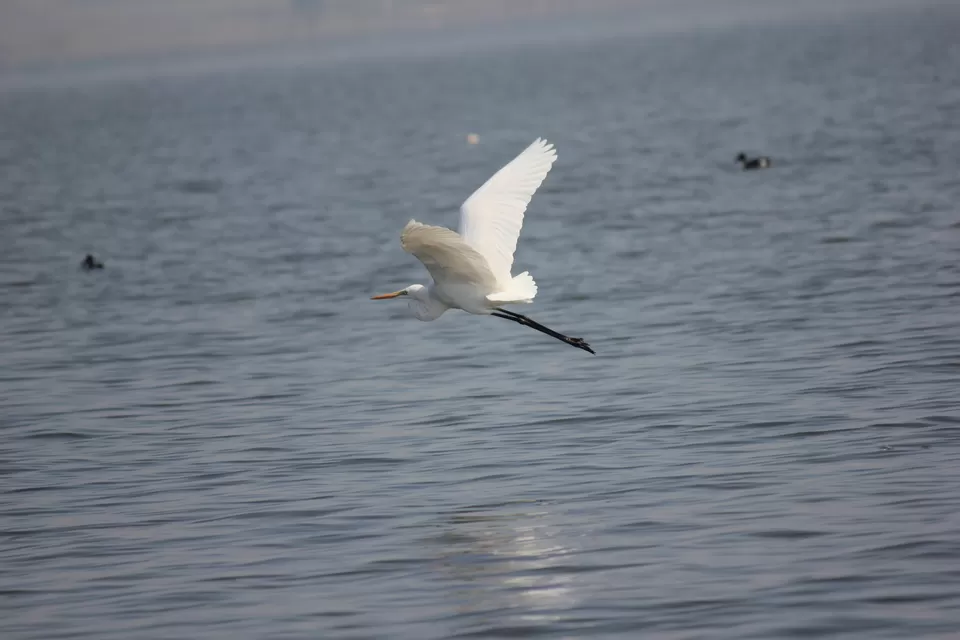 Photo of Venture in the Flamingo World - Bhigwan by Tripping With Prajakta