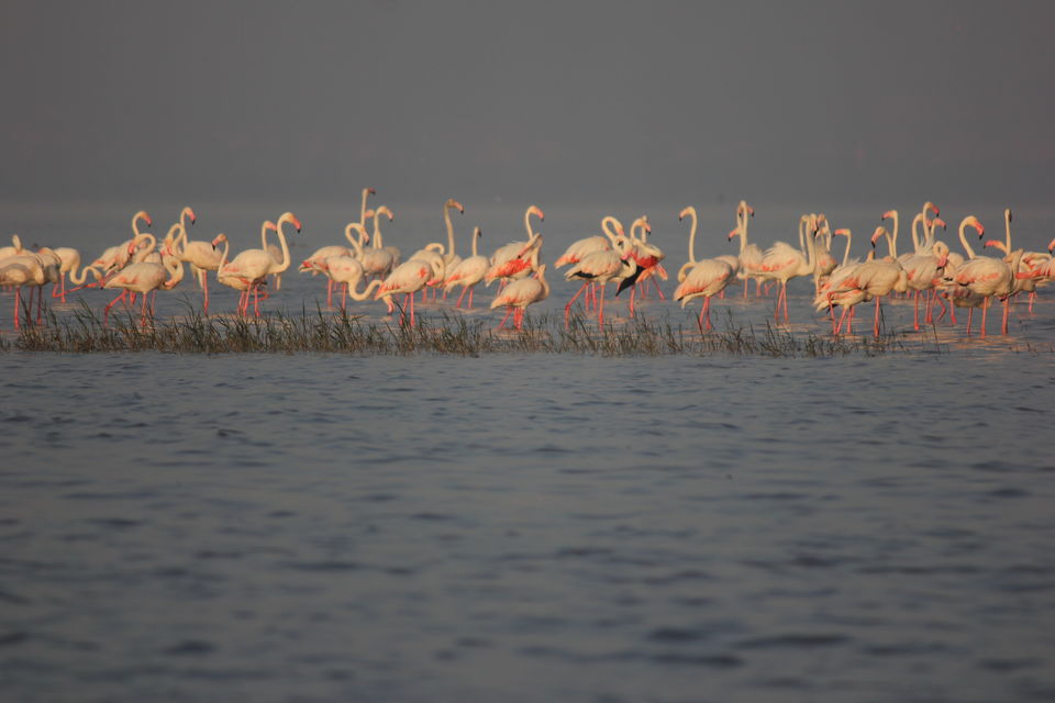 Photo of Venture in the Flamingo World - Bhigwan by Tripping With Prajakta