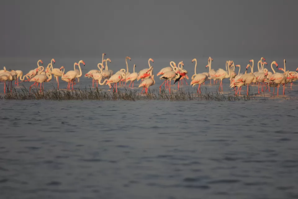 Photo of Venture in the Flamingo World - Bhigwan by Tripping With Prajakta