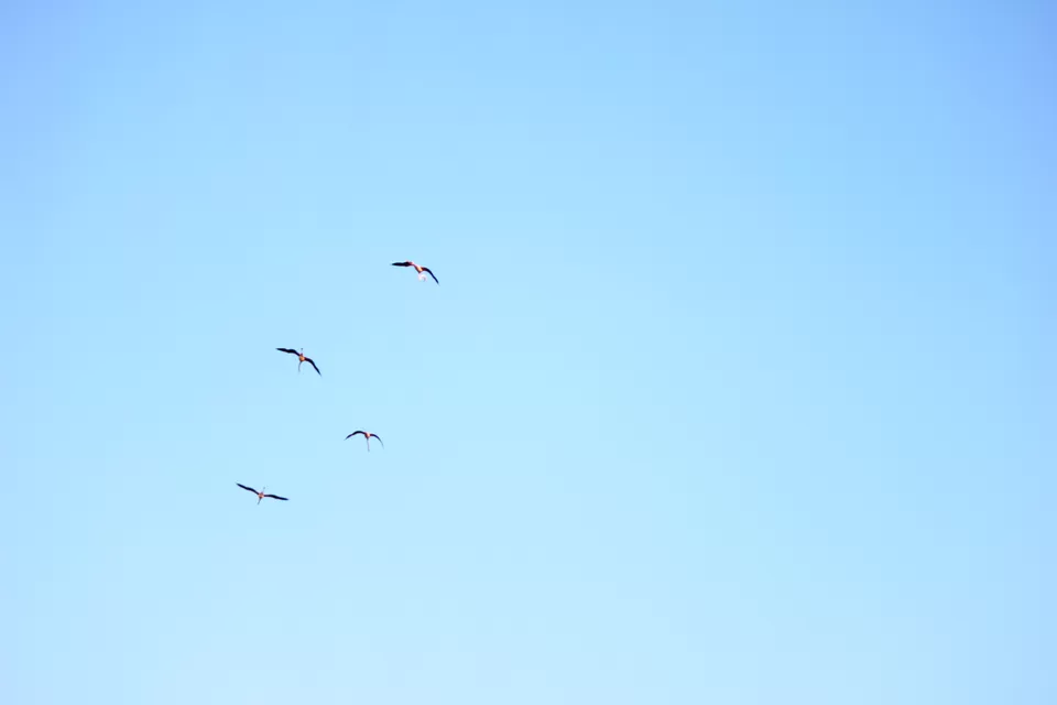 Photo of Venture in the Flamingo World - Bhigwan by Tripping With Prajakta
