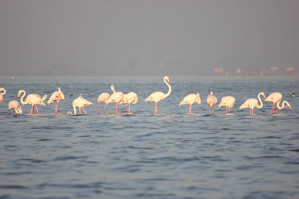 Photo of Venture in the Flamingo World - Bhigwan by Tripping With Prajakta
